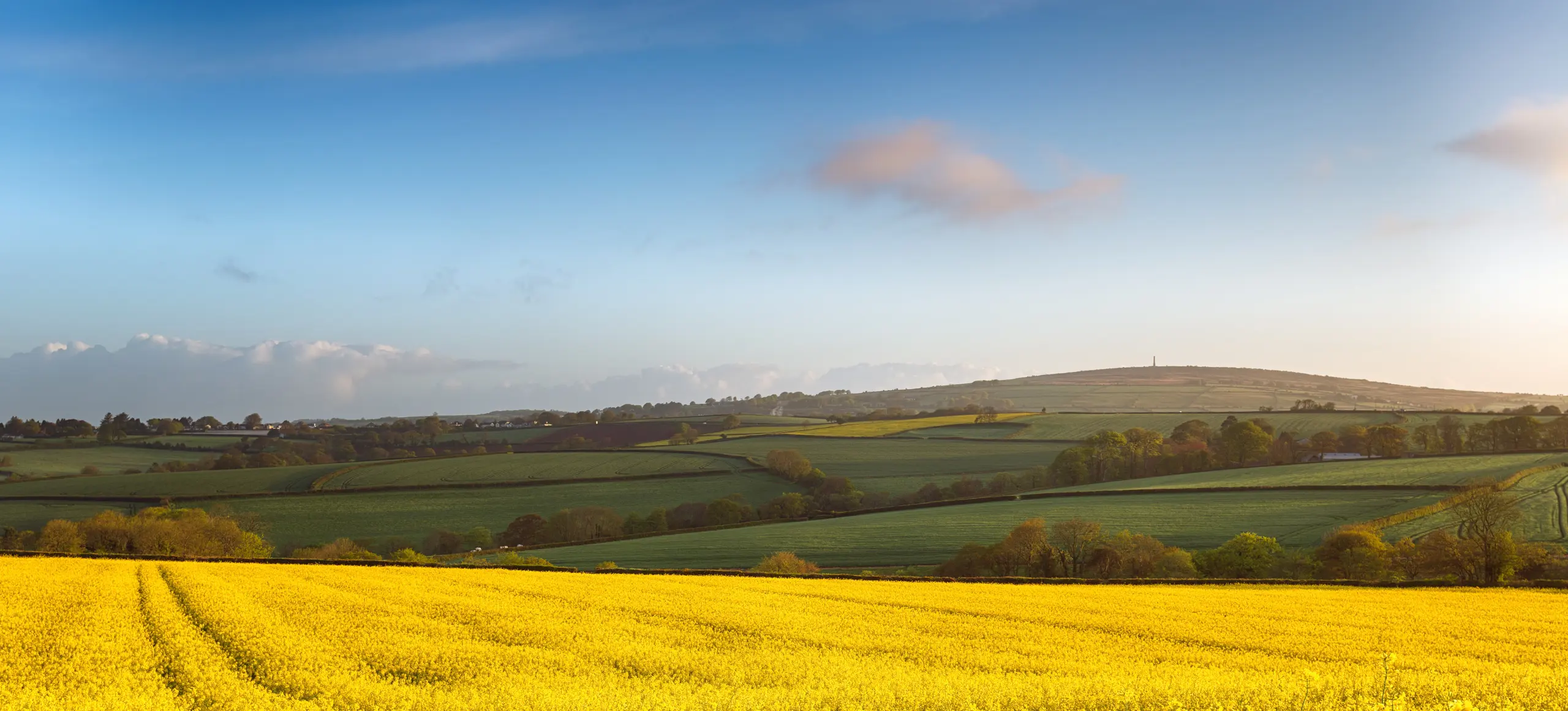 Spring fields of yellow rapeseed in bloom at Callington in Cornwall with Kit Hill in the background