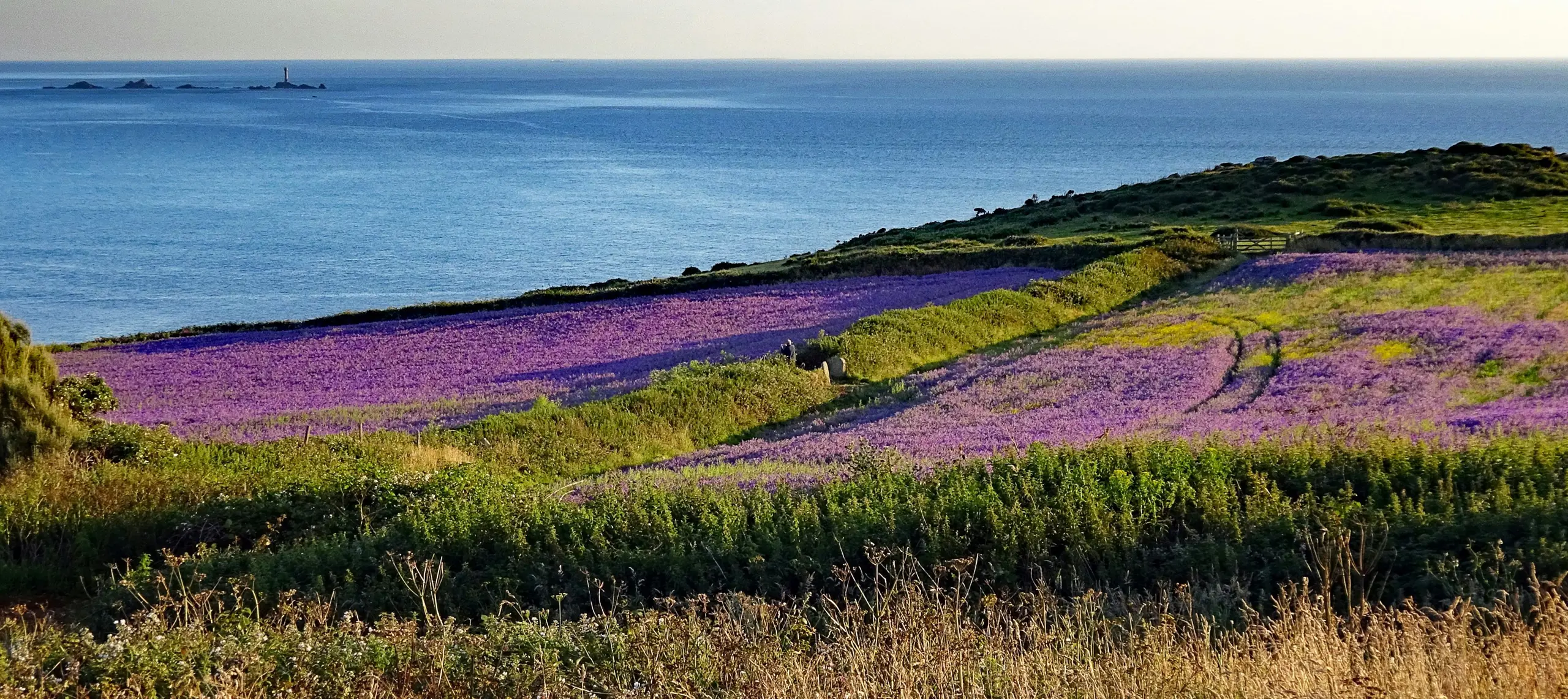 Field of purple flower on the coast